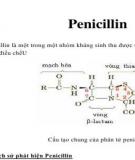 Penicillin