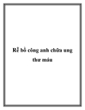 Rễ bồ công anh chữa ung thư máu