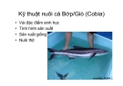 Kỹ thuật nuôi cá Bớp/Giò (Cobia)