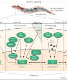 A pathway that links reproductive status to lifespan in Caenorhabditis elegans