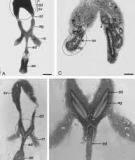   Morphology of the male reproductive system of the social  wasp, Polistes versicolor versicolor, with phylogenetic  implications 