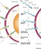 THE RAPID EVOLUTION OF REPRODUCTIVE PROTEINS