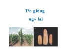 Tạo giống và thâm canh ngô