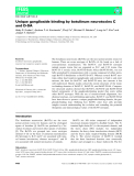 Báo cáo khoa học: Unique ganglioside binding by botulinum neurotoxins C and D-SA