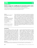 Báo cáo khoa học:  Actin as target for modiﬁcation by bacterial protein toxins