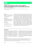 Báo cáo khoa học: Cellular and molecular action of the mitogenic protein-deamidating toxin from Pasteurella multocida