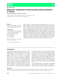 Báo cáo khoa học: Molecular organization and force-generating mechanism of dynein