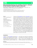 Báo cáo khoa học: Discriminating between the activities of human cathepsin G and chymase using ﬂuorogenic substrates