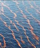 Những hậu quả ô nhiễm môi trường biển do tràn dầu