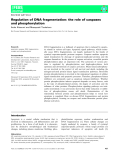 Báo cáo khoa học: Regulation of DNA fragmentation: the role of caspases and phosphorylation