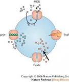 Targeting multidrug resistance in cancer