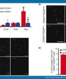 CD44+/CD24-  breast cancer cells exhibit enhanced invasive  properties: an early step necessary for metastasis