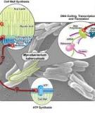 The pathophysiology of tuberculosis - Tuberculosis: back to basics