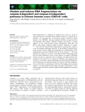 Báo cáo khoa học: Okadaic acid induces DNA fragmentation via caspase-3-dependent and caspase-3-independent pathways in Chinese hamster ovary (CHO)-K1 cells