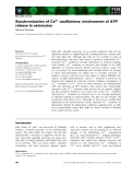 Báo cáo khoa học: Synchronization of Ca2+ oscillations: involvement of ATP release in astrocytes