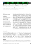 Báo cáo khoa học: Cysteine residues exposed on protein surfaces are the dominant intramitochondrial thiol and may protect against oxidative damage