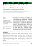 Báo cáo khoa học: The transcriptome of the colonial marine hydroid Hydractinia echinata