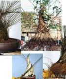 Cách tạo những cây bonsai có gốc to