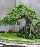 Hướng dẫn một số dáng, thế cổ của Bonsai Việt Nam