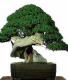 Kinh nghiệm trồng Bonsai