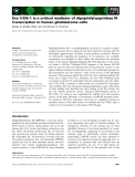 Báo cáo khoa học: Ets-1/ Elk-1 is a critical mediator of dipeptidyl-peptidase III transcription in human glioblastoma cells