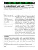 Báo cáo khoa học: A DNA-binding surface of SPO11-1, an Arabidopsis SPO11 orthologue required for normal meiosis