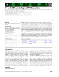 Báo cáo khoa học: 3¢- to 5¢ DNA unwinding by TIP49b proteins