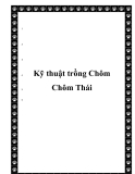  Kỹ thuật trồng Chôm Chôm Thái