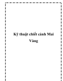 Kỹ thuật chiết cành Mai Vàng