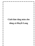 Cách làm tăng màu cho dòng cá Huyết Long