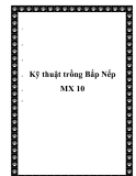  Kỹ thuật trồng Bắp Nếp MX 10