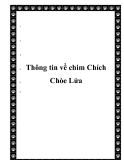  Thông tin về chim Chích Chòe Lửa