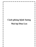 Cách phòng bệnh Sương Mai hại Dưa Leo