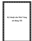  Kỹ thuật cho Mai Vàng nở đúng Tết