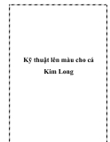 Kỹ thuật lên màu cho cá Kim Long