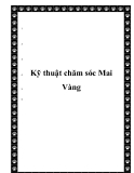  Kỹ thuật chăm sóc Mai Vàng