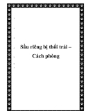 Sầu riêng bị thối trái – Cách phòng