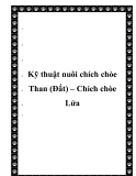  Kỹ thuật nuôi chích chòe Than (Đất) – Chích chòe Lửa