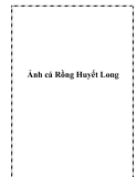 Ảnh cá Rồng Huyết Long