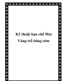  Kỹ thuật hạn chế Mai Vàng trổ bông sớm