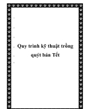  Quy trình kỹ thuật trồng quýt bán Tết