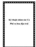  Kỹ thuật chăm sóc Cà Phê ra hoa đậu trái