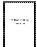 Kỹ thuật trồng cây Thanh Trà