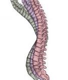  The Aging Spine