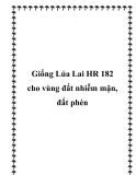 Giống Lúa Lai HR 182 cho vùng đất nhiễm mặn, đất phèn