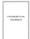 Côn trùng hại Ca cao, cách phòng trị