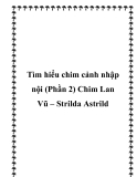 Tìm hiểu chim cảnh nhập nội (Phần 2) Chim Lan Vũ – Strilda Astrild