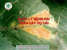 Quản lý bệnh hại trên cây họ cải  ( Nguyễn Văn Thiệu)