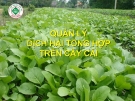 Quản lý dịch hại tổng hợp trên cây cải  ( Nguyễn Văn Thiệu)