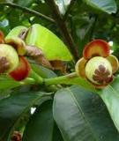 Kỹ thuật trồng cây măng cụt  (Garcinia magostana)